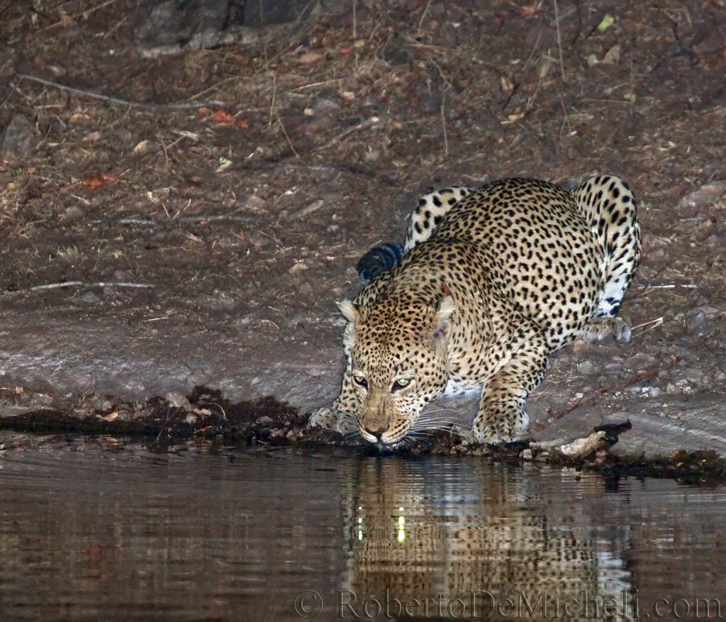 slides/IMG_2344 (2).jpg  African Leopard at Night, Kruger Park, South Africa